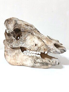 Real Boar Pig Skull Taxidermy Bone Oddity Wild Hog Teeth Gothic Decor 11”